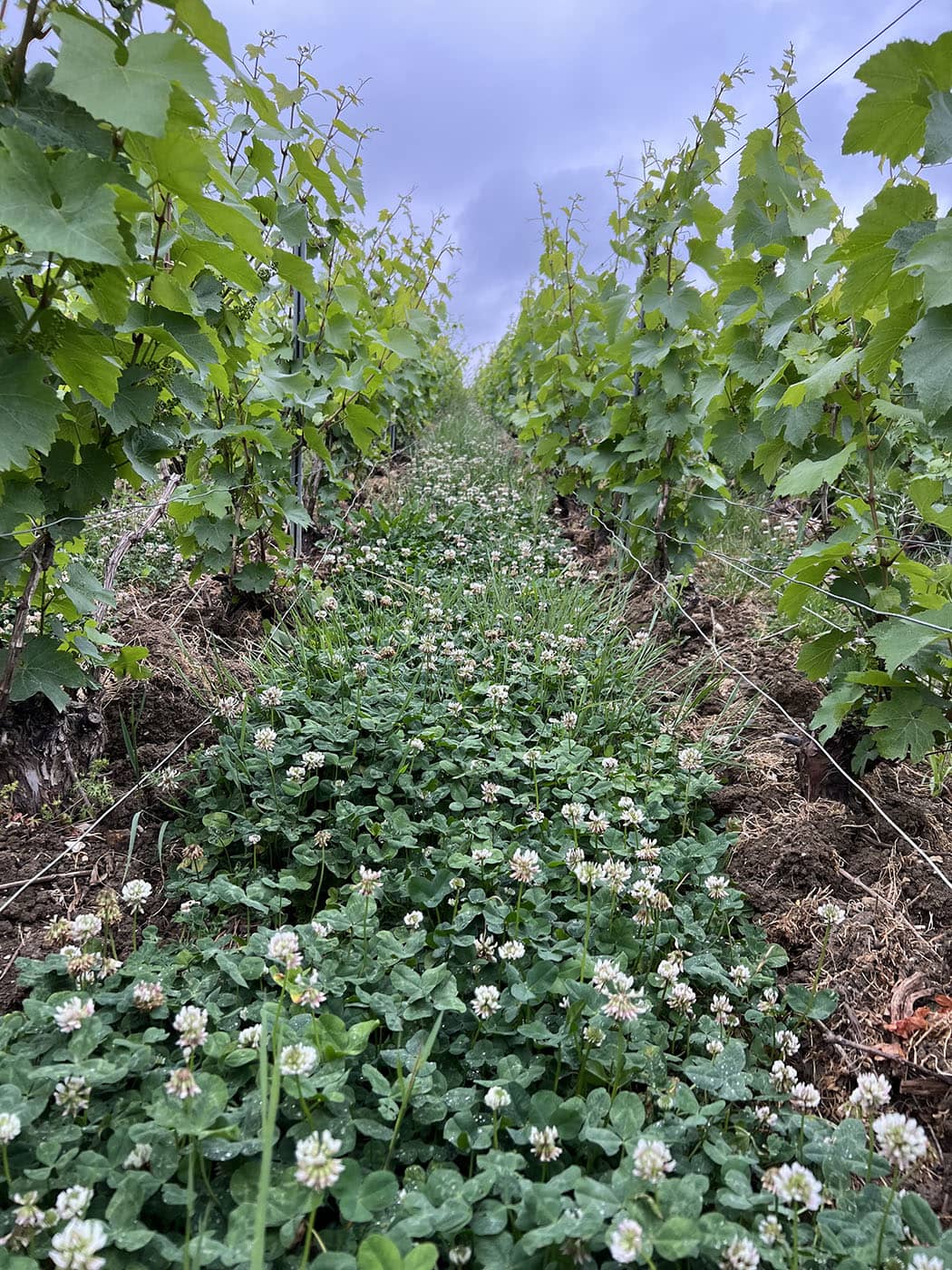 Parcelle du Champagne Oudiette